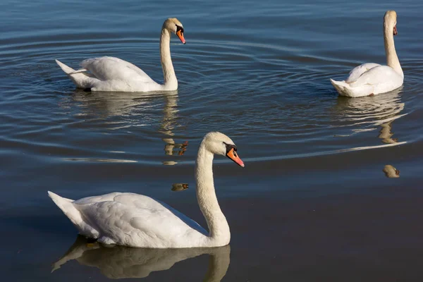 Three swans in the late afternoon sunlight making ripples on the water