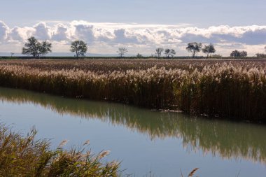 Monfalcone, İtalya 'da Marina Nova plajının yanındaki bir kanal boyunca bitki örtüsü, arka planda ağaçlandırılmış deniz kenarı gezisi.