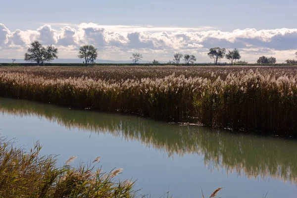 Vegetação Longo Canal Lado Praia Marina Nova Monfalcone Itália Com — Fotografia de Stock