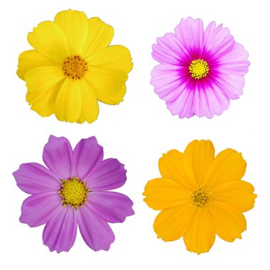 Kozmos çiçekleri yalıtım