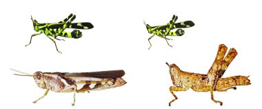 kısa - boynuzlu çekirge yalıtım