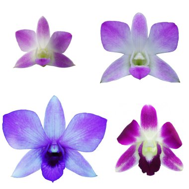 Dendrobium orkide çiçek