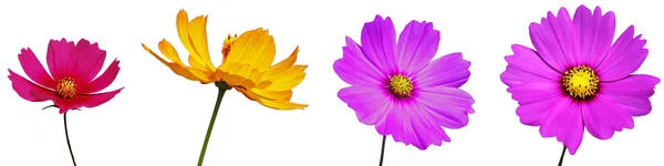 Cosmos çiçek yalıtım