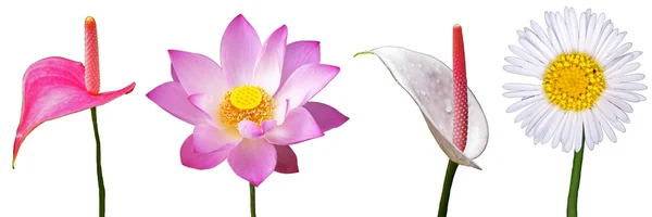 Lotus ve flamingo çiçek yalıtım