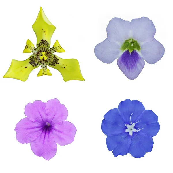 Iris, Çin violet, minnie kök çiçek su