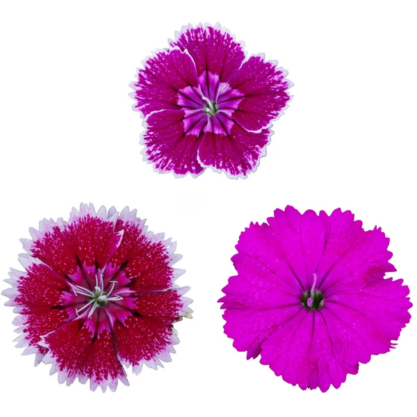Dianthus veya şeker william çiçek