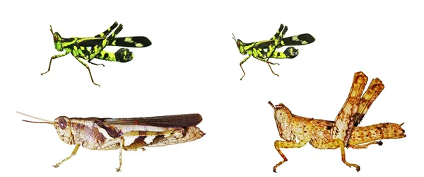 Krótko - horned grasshopper izolacji — Zdjęcie stockowe