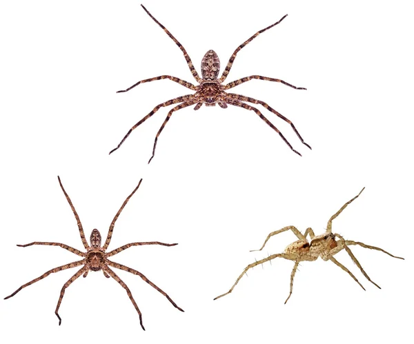 Huntsman spiders isolation — Stock Photo, Image