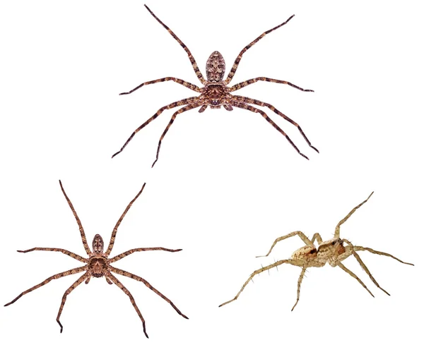 Huntsman örümcekler yalıtım