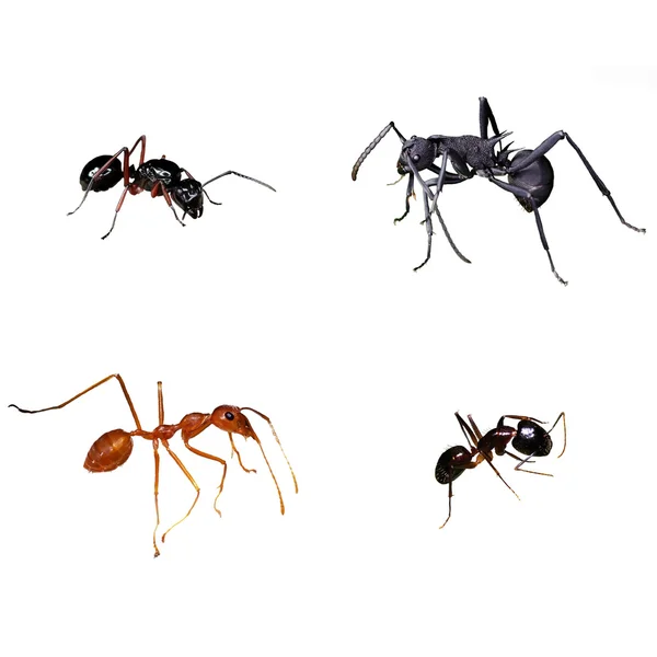 Ant の分離写真 — Stockfoto