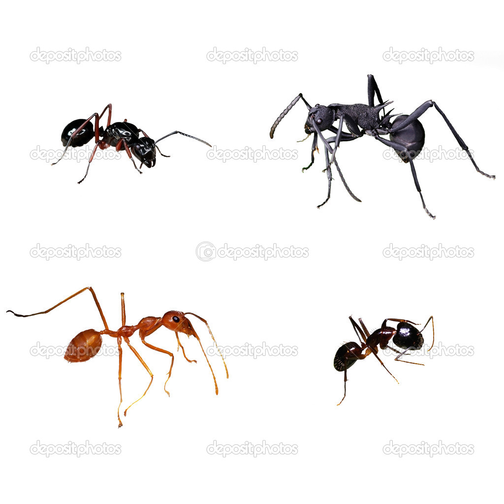 Ant isolation pictures