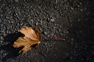 bir tek, portakal, düşen sonbahar yaprak