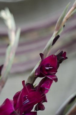 derin bordo gladiola bir kök