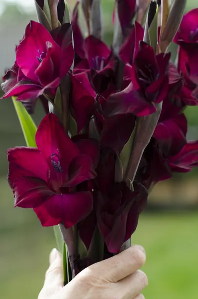 Womans hand holding bunch of deep red-burgundy gladioli — Stock Photo, Image