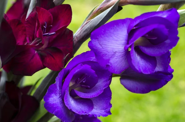 Flores de abertura de borgonha-carmesim e gladiola-gladiol roxo — Fotografia de Stock