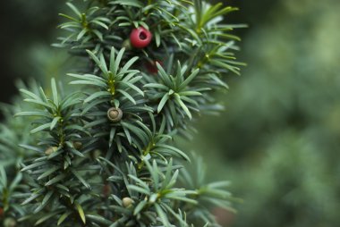 Close up of Yew Tree branch clipart