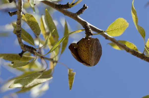 Almond Ready to Pick — Stock Photo, Image