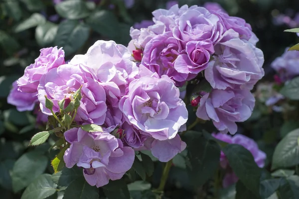 Pink Roses — Stock Photo, Image