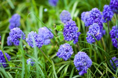 Mor bahar çiçekleri