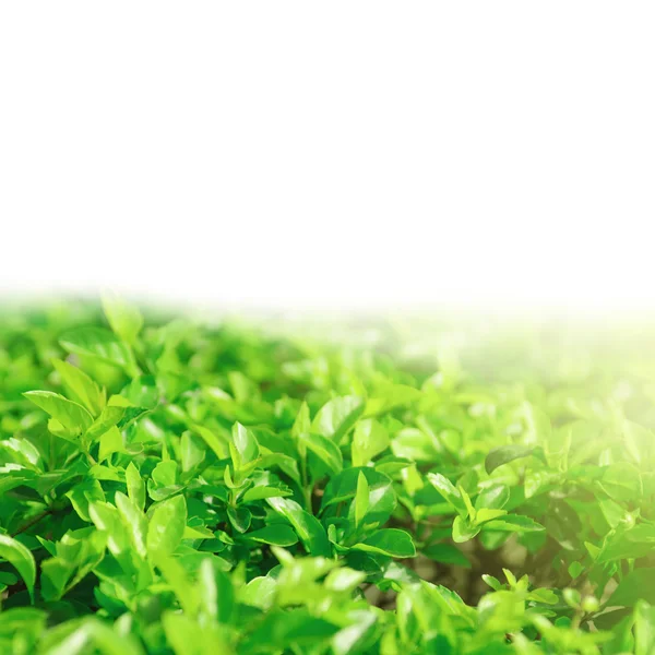 Gröna växter — Stockfoto