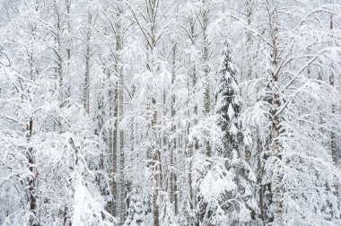Kış ormanı, taze karla kaplı ağaçlar..