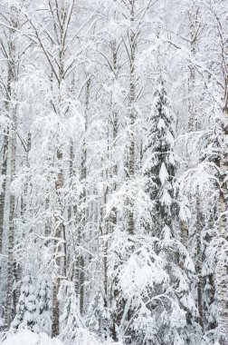 Kış ormanı, taze karla kaplı ağaçlar..