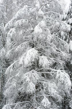 Kar kaplı huş ağacı
