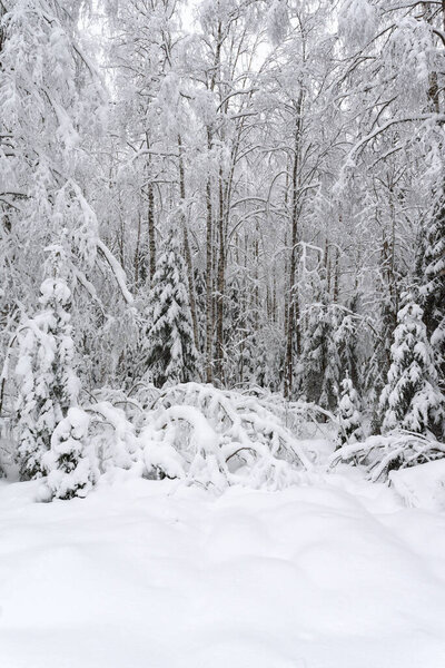 Winter forest, frsh snow covering trees and ground