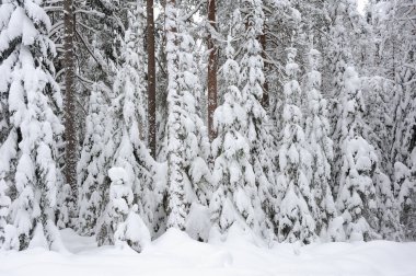 Karlı ağaçlı kış ormanı