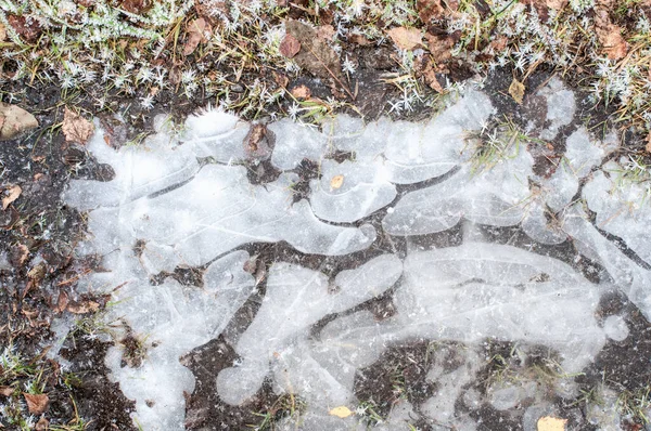 Flaque Eau Congelée Avec Herbe Feuilles Intérieur — Photo