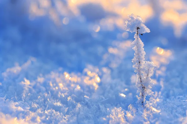 Hoarfrost Szárított Növényen Szelektív Fókusz Sekély Mélység — Stock Fotó