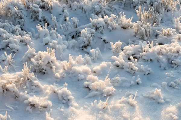 Heladas Nieve Polvo Que Cubren Las Hierbas Suelo —  Fotos de Stock