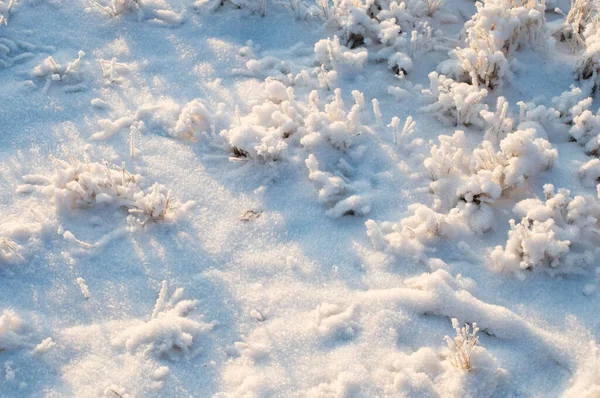 Heladas Nieve Polvo Que Cubren Las Hierbas Suelo —  Fotos de Stock