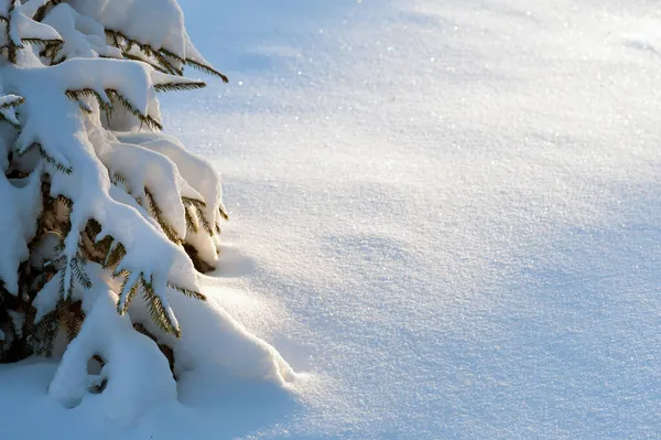 Forêt Hiver Arbuste Épinette Recouvert Neige Fraîche — Photo