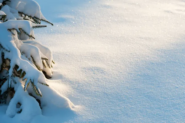 Forêt Hiver Arbuste Épinette Recouvert Neige Fraîche — Photo