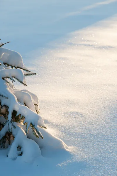 Zimowy Las Sadzonki Świerkowe Pokryte Świeżym Śniegiem — Zdjęcie stockowe
