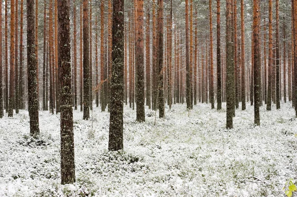 Floresta Pinheiros Queda Neve — Fotografia de Stock
