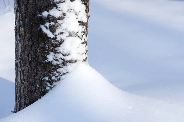 Aspen Pnia Drzewa Śniegu — Zdjęcie stockowe