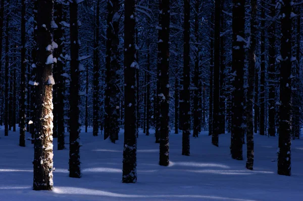 冬の森の夜 低い角度の日光は木の幹を通してフィルタリングし 雪の表面に光をキャストします 前方木の幹に焦点を当てる — ストック写真