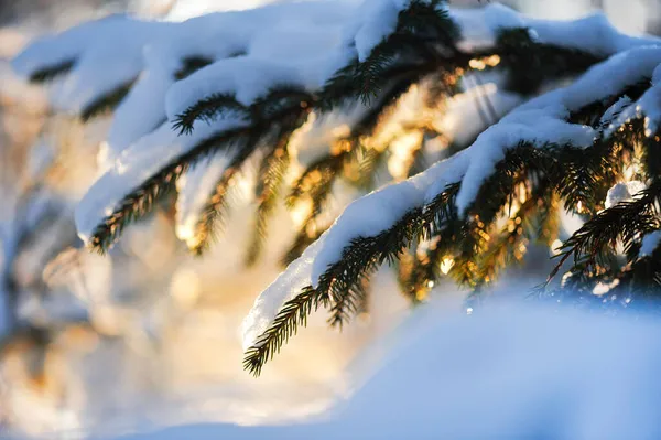 雪に覆われたトウヒの枝 ストック画像