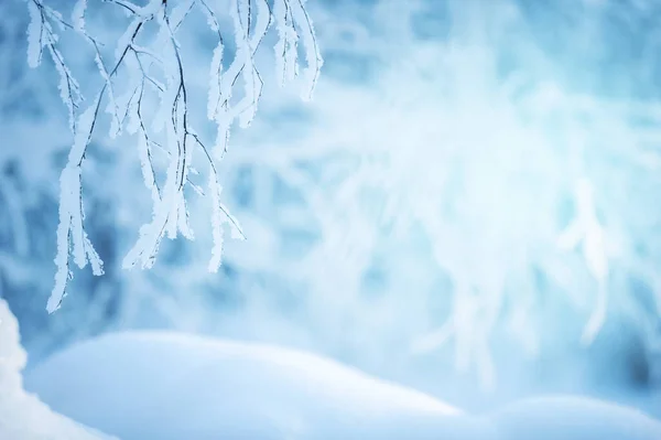 Ветви Березы Покрыты Снегом Морозом — стоковое фото