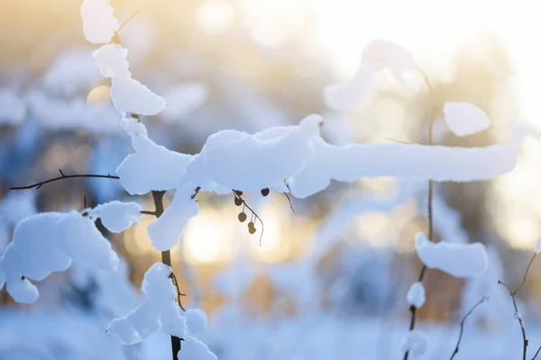 Scène Hivernale Avec Des Plantes Séchées Couvertes Neige — Photo