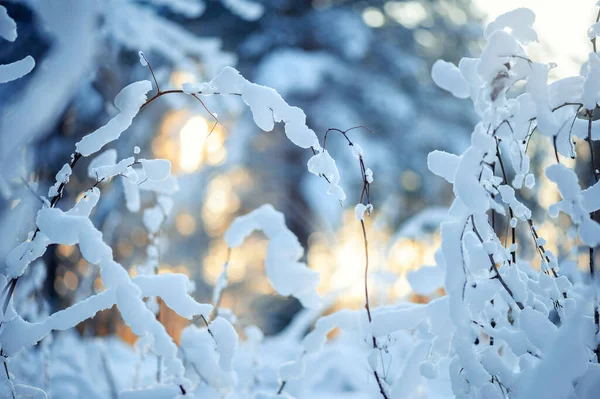 Escena Invierno Con Plantas Secas Cubiertas Nieve —  Fotos de Stock