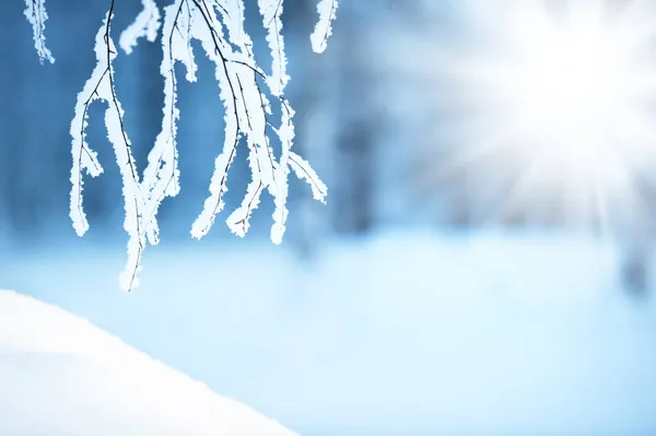 雪と霜に覆われた白樺の木の枝 ロイヤリティフリーのストック写真