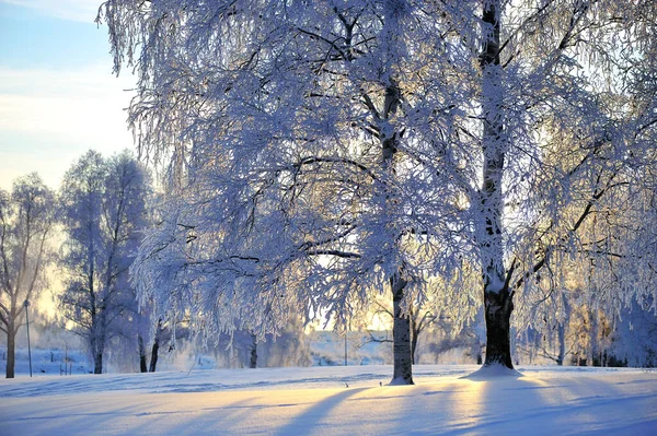 Árboles Abedul Cubiertos Escarcha Betula Pendula Invierno Paisaje Luz Fondo —  Fotos de Stock