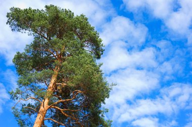 İskoçya Çam Ağacı (Pinus sylvestris) yaz gökyüzünün altında.