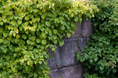 Eski taş duvara tırmanan ortanca (Hydrangea petiolaris)