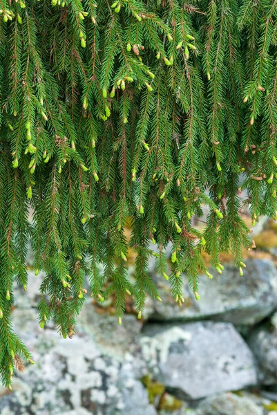 여름에 새로운 성장을 가문비나무 가지들 — 스톡 사진