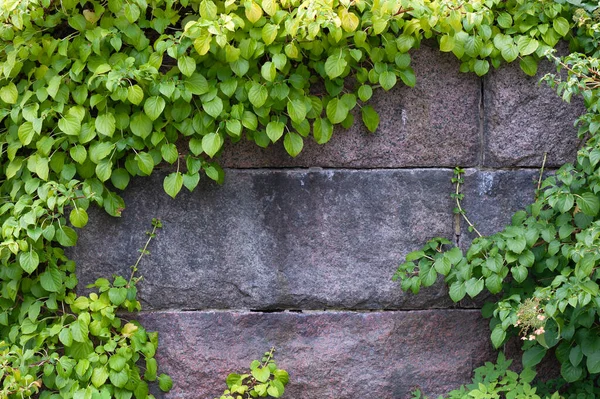 Climbing Hydrangea Hydrangea Petiolaris Climbing Old Stone Wall — 图库照片
