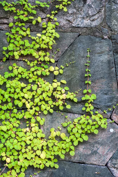 Hydrangea Hydrangea Petiolaris Climbing Old Stone Wall — Stock Photo, Image